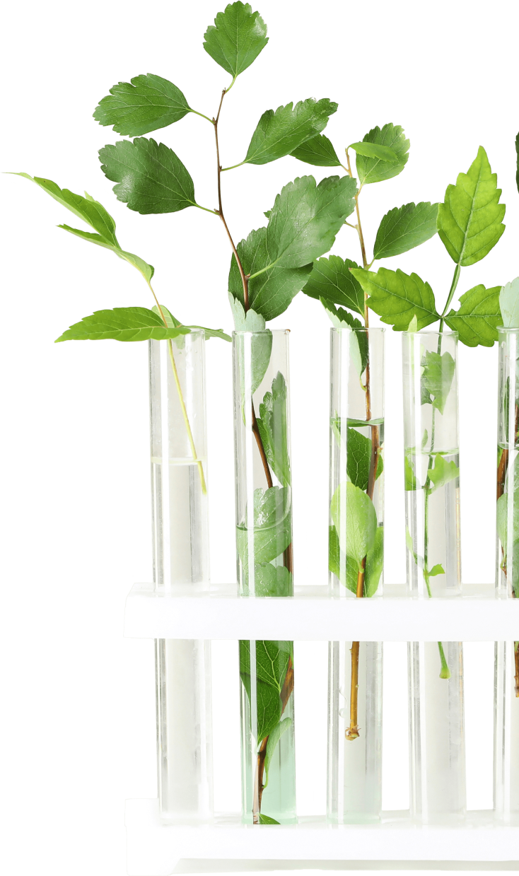 image of Nutrigenesis® lab grown plants in a test tube