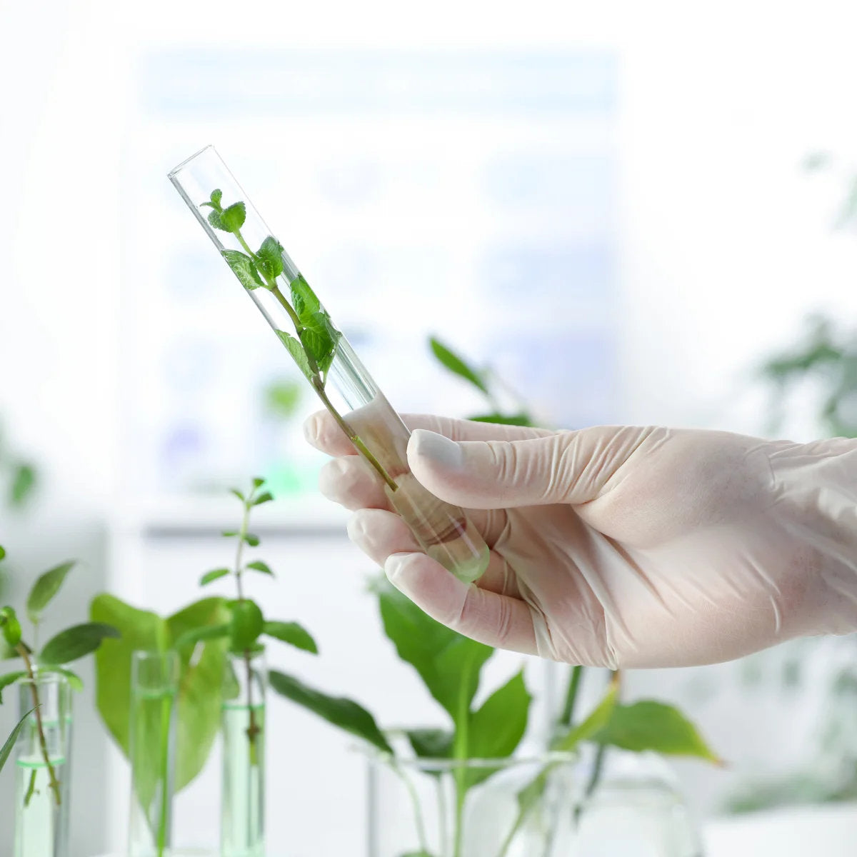 image of Nutrigenesis® lab grown plant in a test tube